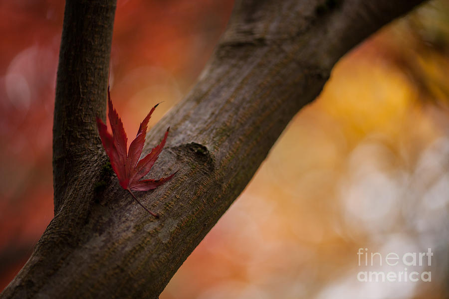 Acer Leaf Soliloquy Photograph by Mike Reid