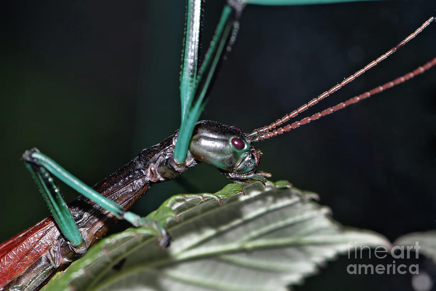 Achrioptera fallax Photograph by Joerg Lingnau