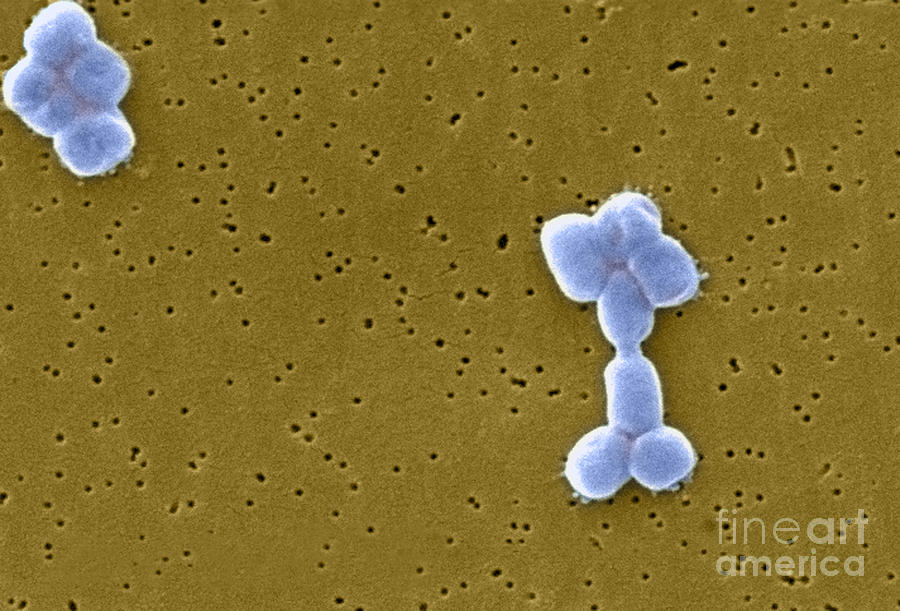 Acinetobacter Baumannii Bacteria, Sem Photograph by Science Source