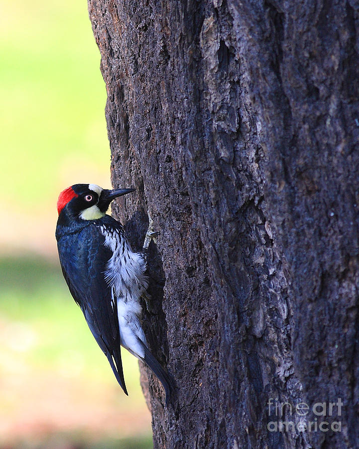 Acorn Woodpecker . 40D10893 Photograph by Wingsdomain Art and Photography