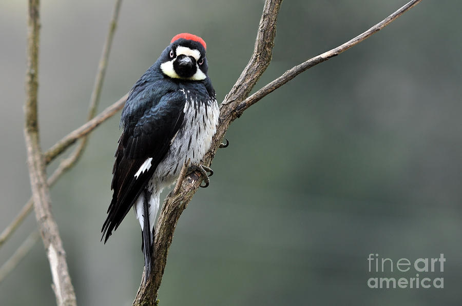 Acorn Woodpecker Female Photograph by Laura Mountainspring
