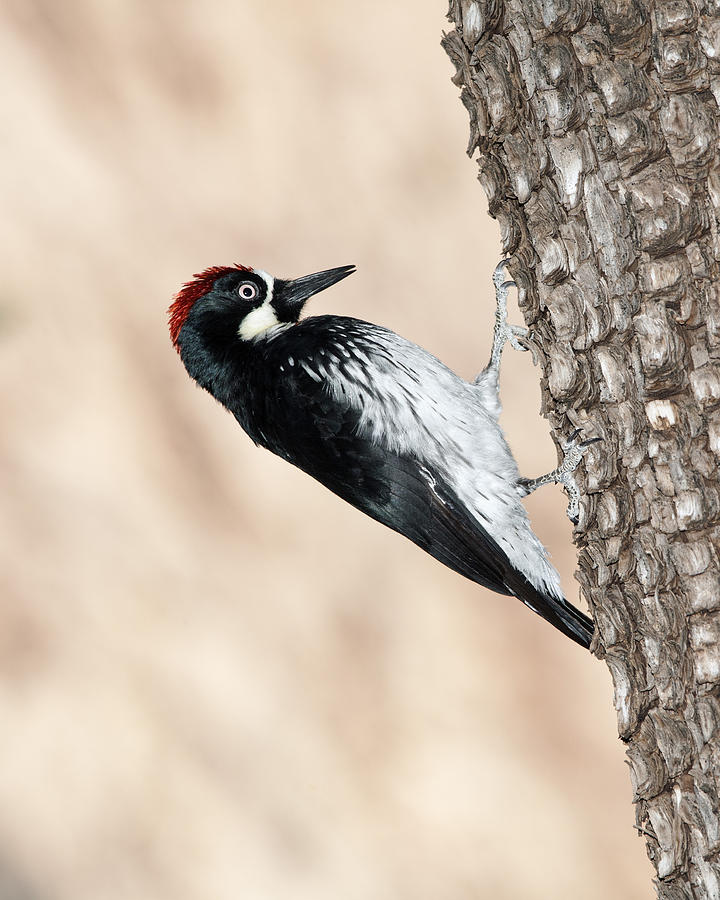 Acorn Woodpecker Photograph by Gregory Scott