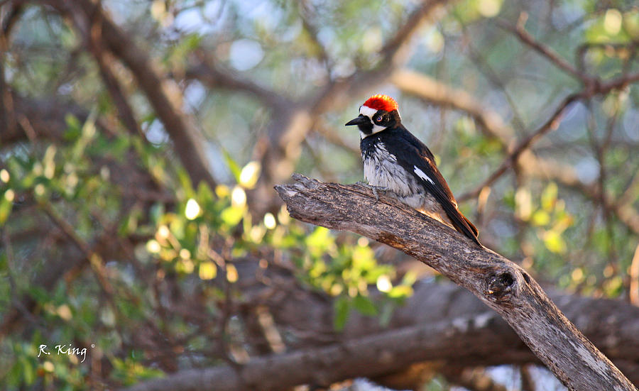 Nature Photograph - Acorn Woodpecker on a Branch by Roena King