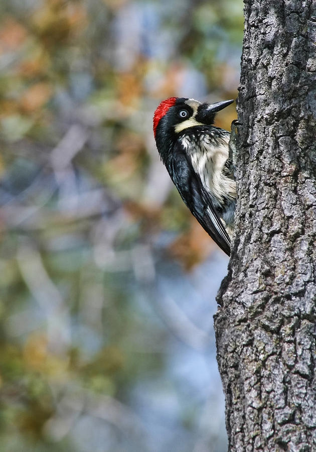 Acorn Woodpecker on Oak Photograph by Gregory Scott
