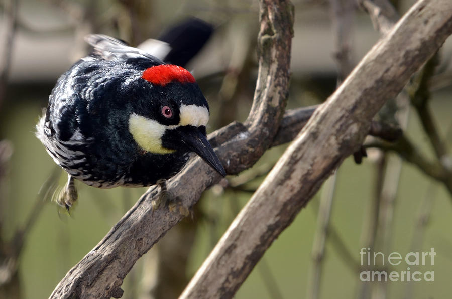 Acorn Woodpecker Taking off Photograph by Laura Mountainspring