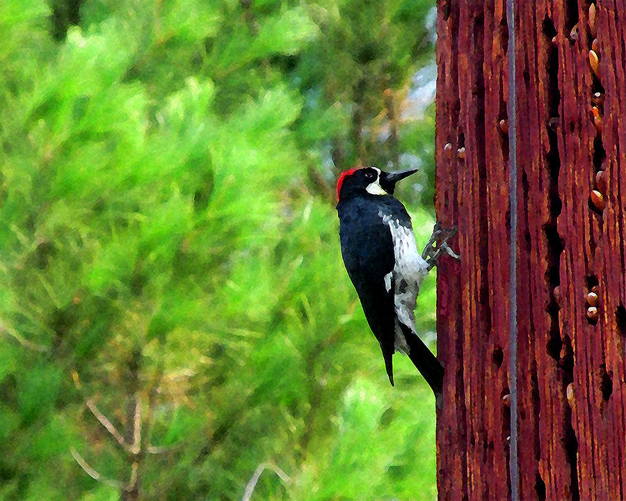 Acorn Woodpecker Photograph by Timothy Bulone