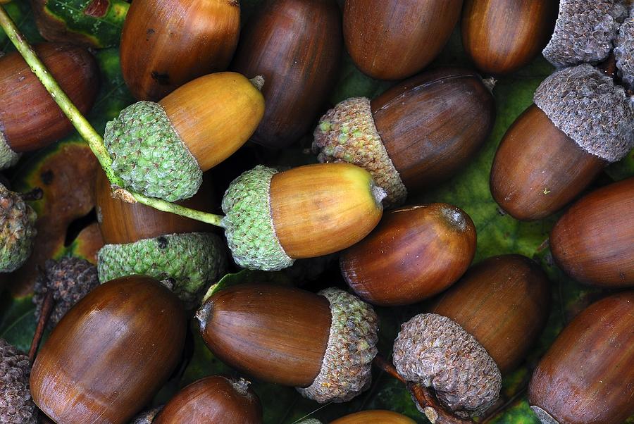 Acorns Photograph by Colin Varndell - Fine Art America