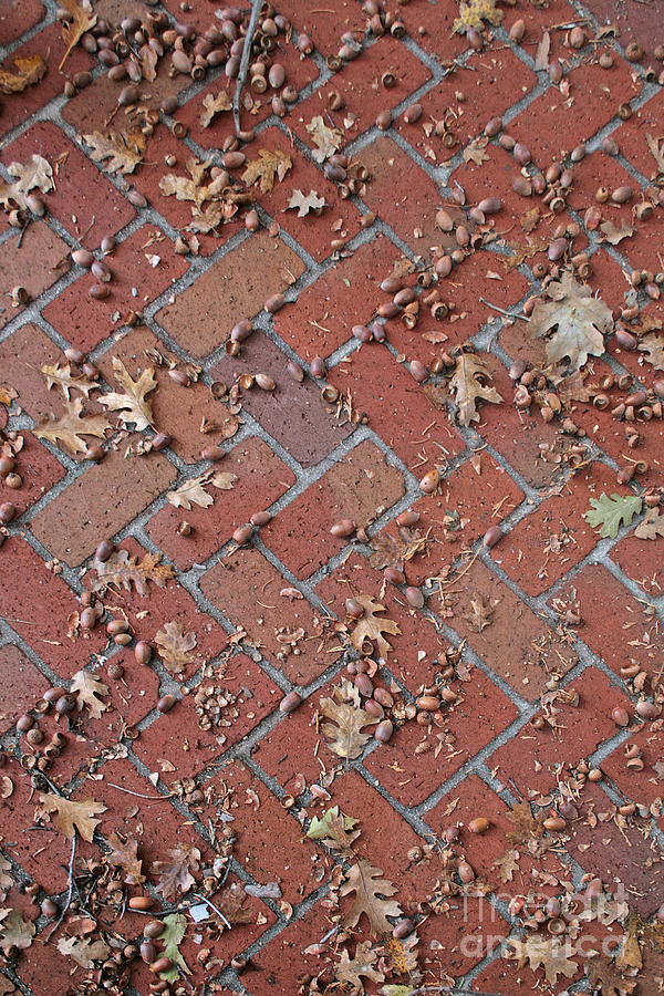 Acorns, Oak Leaves, and Bricks Photograph by Ken Bosak