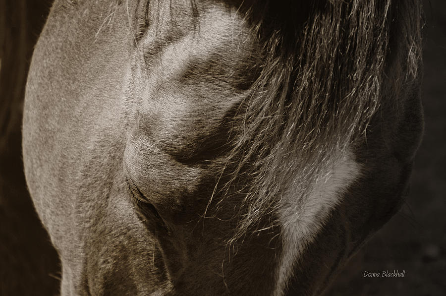 Acquiescent Equine Photograph by Donna Blackhall