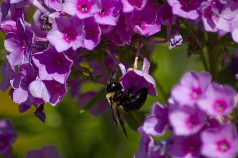 Acrobatic Bee Photograph by Sven Brogren