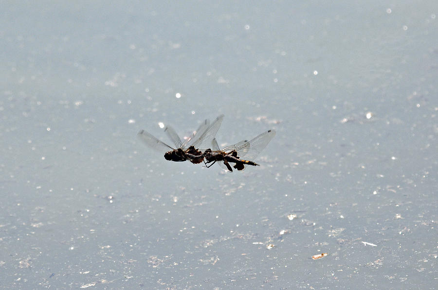 Acrobatic Dragonflies Photograph by Teresa Blanton