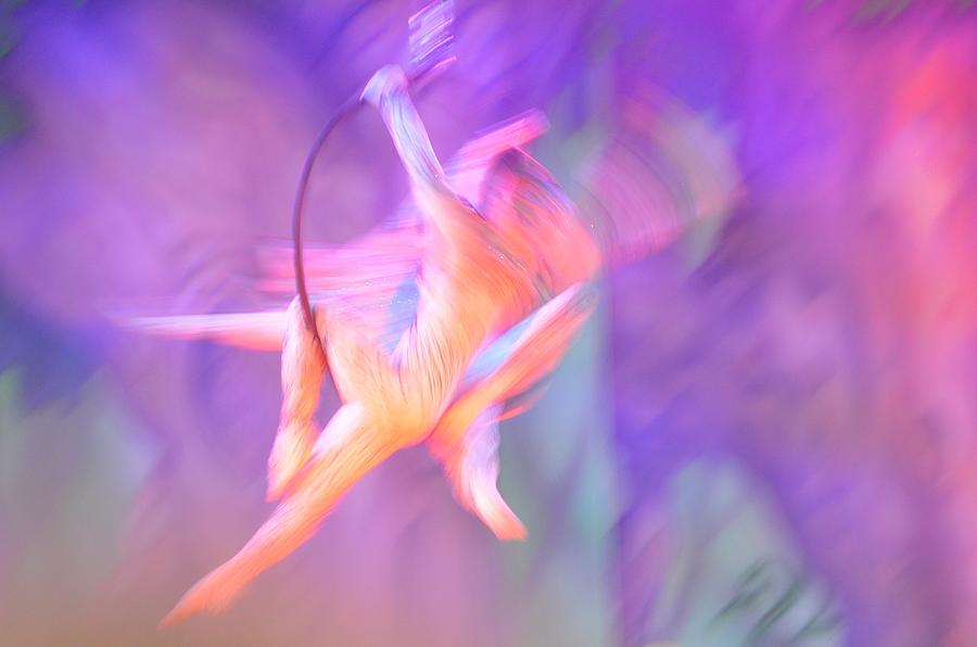 Acrobats Photograph by Catherine Murton