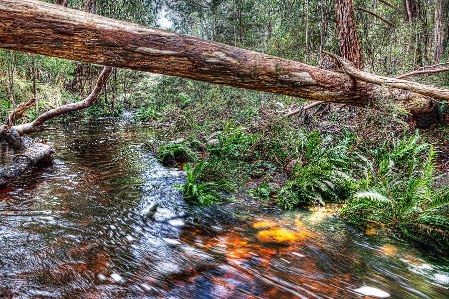 Hdr Photograph - Across The Creek by Brendan Maunder
