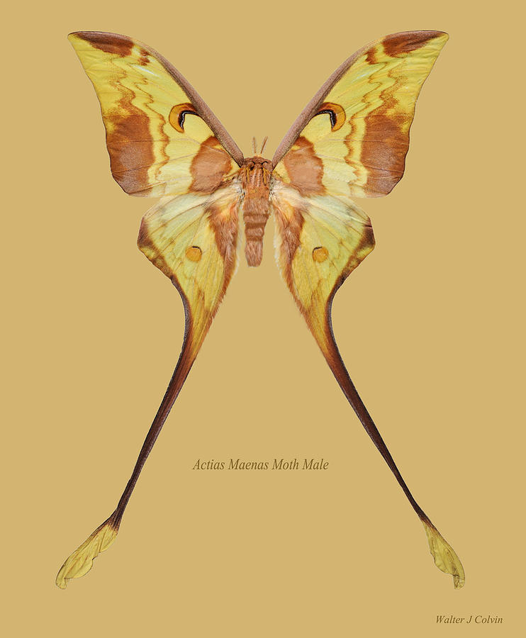 Actias Maenas Moth Male Digital Art by Walter Colvin