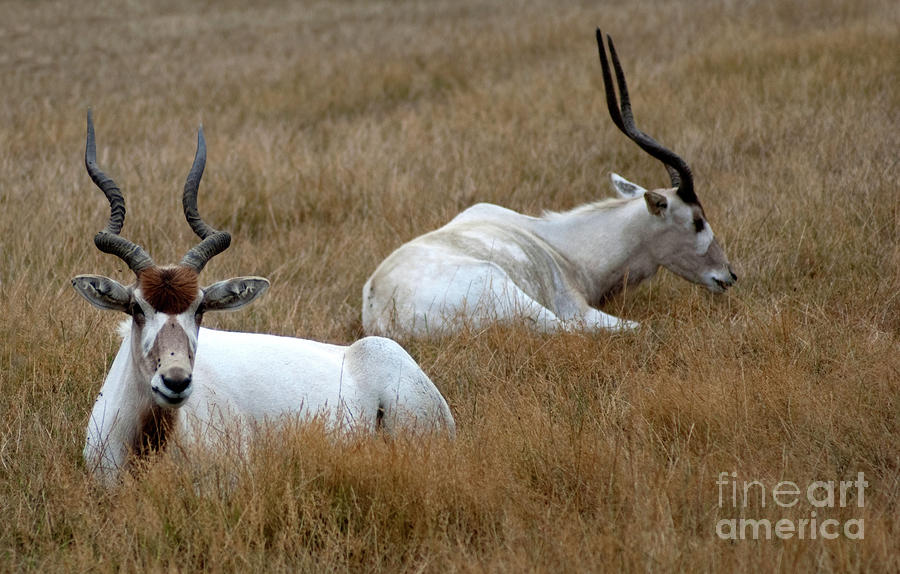 Addax Antelope Duo Photograph by Charles Lupica