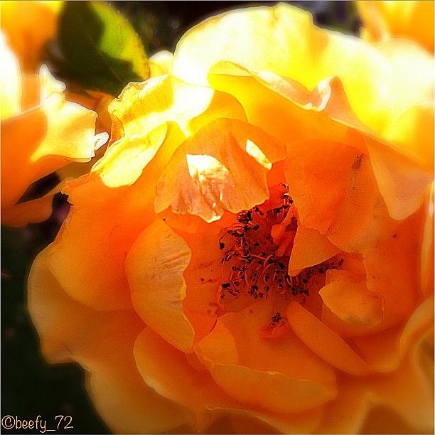 Nature Photograph - Adding A Sunny Rose To #monkeysflowers by Paul Burger