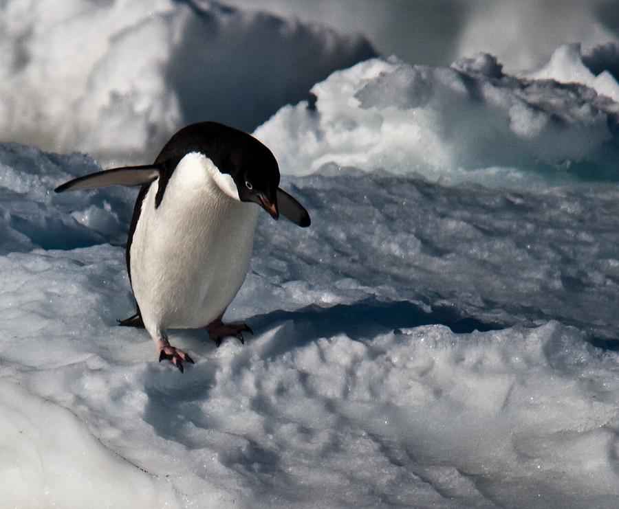Nature Photograph - Adelie Penguin 13 by David Barringhaus