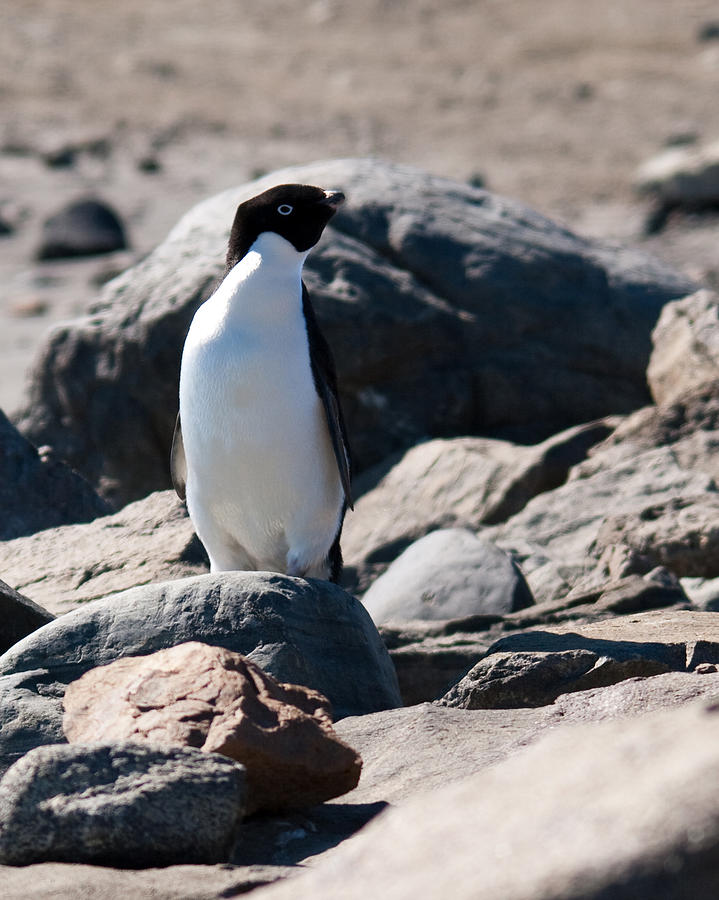 Nature Photograph - Adelie Penguin 22 by David Barringhaus