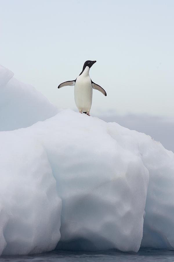 Adelie Penguin Atop Iceberg Photograph by Suzi Eszterhas