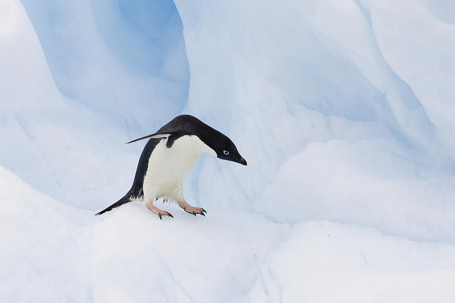 Adelie Penguin On Iceberg Paulet Island Photograph by Suzi Eszterhas