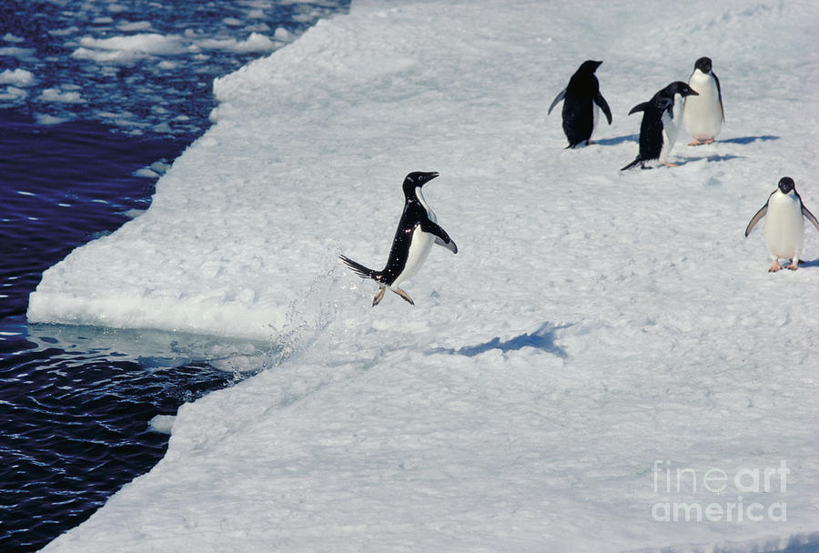 Adelie Penguin Rocketing Onto Pack Ice Photograph by Gregory G. Dimijian