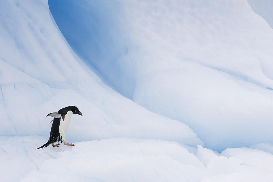 Adelie Penguin  Walking On Iceberg Photograph by Suzi Eszterhas