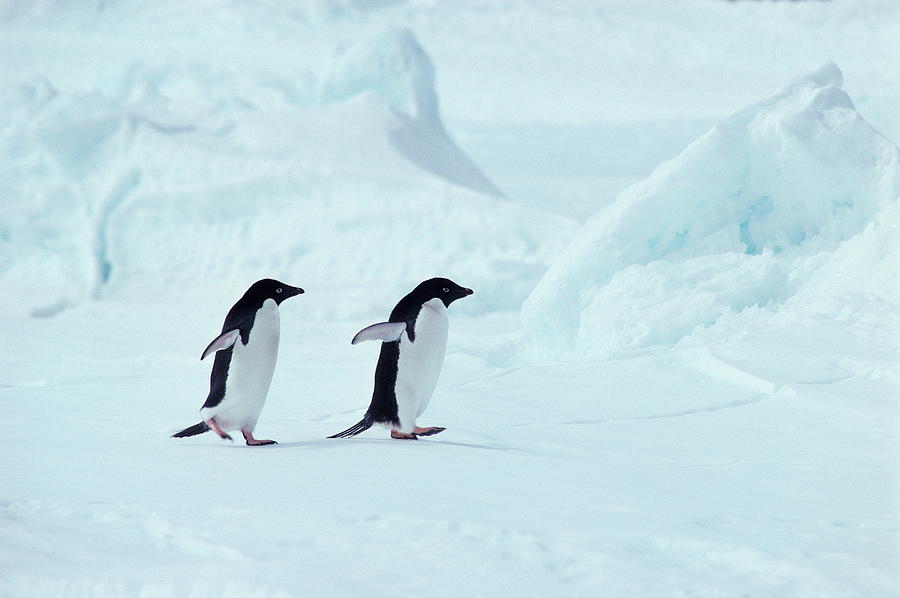 Adelie Penguins, Antarctica Photograph by Chris Sattlberger