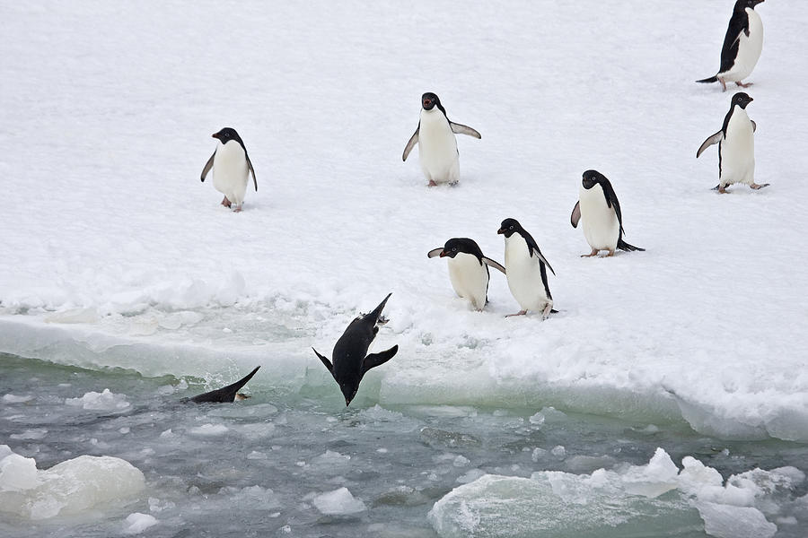 Adelie Penguins Diving Photograph by Sue Flood