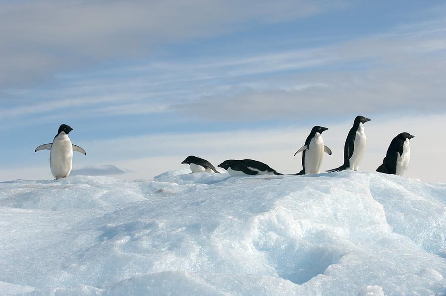 Adelie Penguins Photograph by Louise Murray - Fine Art America