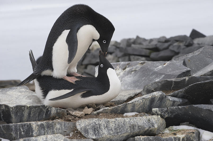Adelie Penguins Mating  Antarctica Photograph by Flip Nicklin