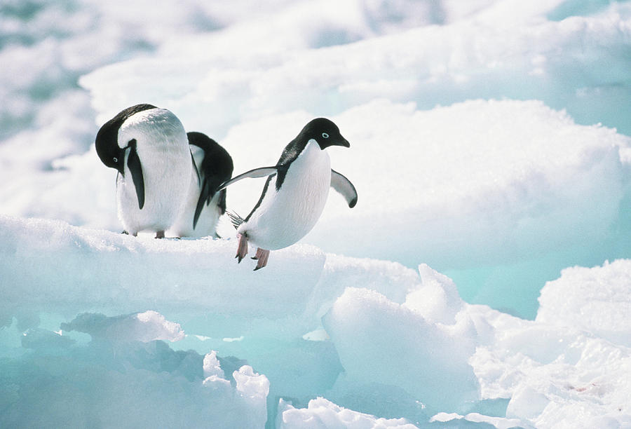 Adelie Penguins (pygoscelis Adeliae) Antarctica Photograph by Ann Manner