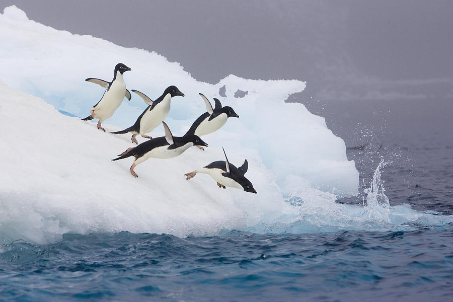 Adelie Penguins Pygoscelis Adeliae Diving Photograph by Suzi Eszterhas