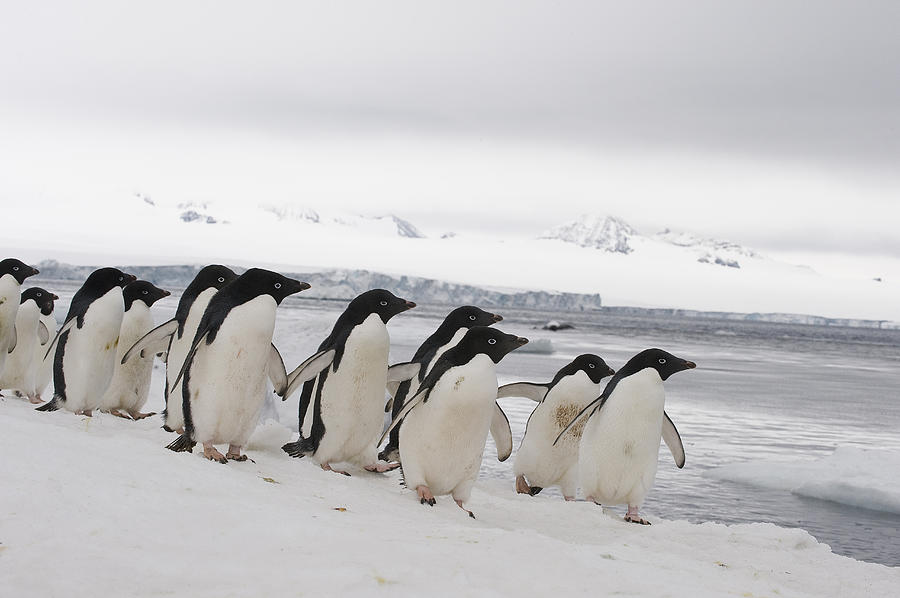 Adelie Penguins Walking On Ice Photograph by Flip Nicklin