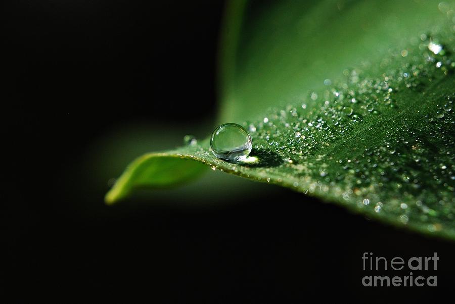 Dew Photograph - Adew by Kendra Longfellow