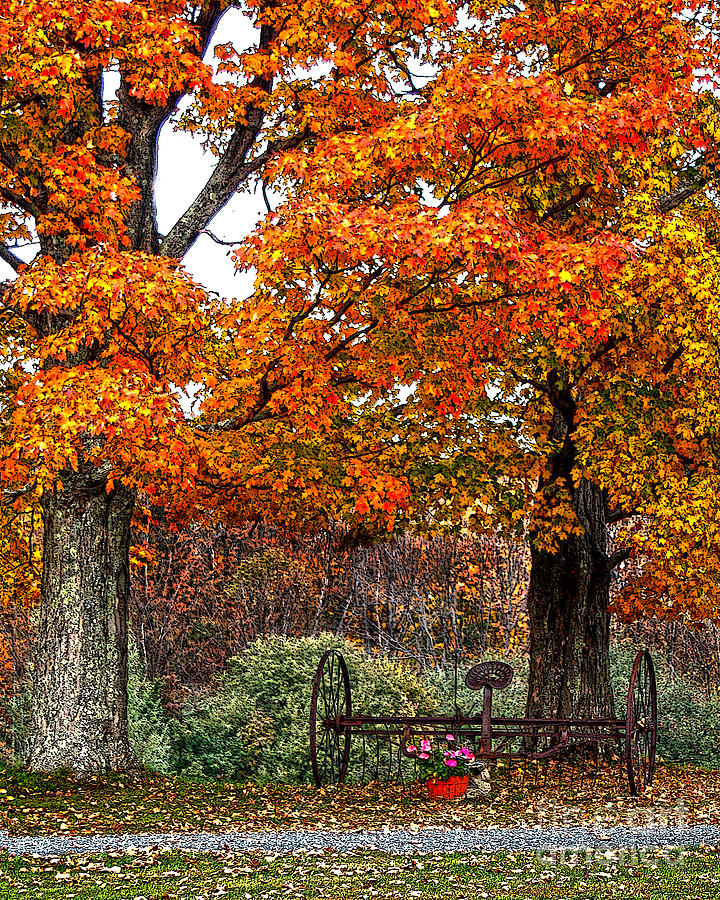 Adirondack Autumn Beauty Drawing by Diane E Berry