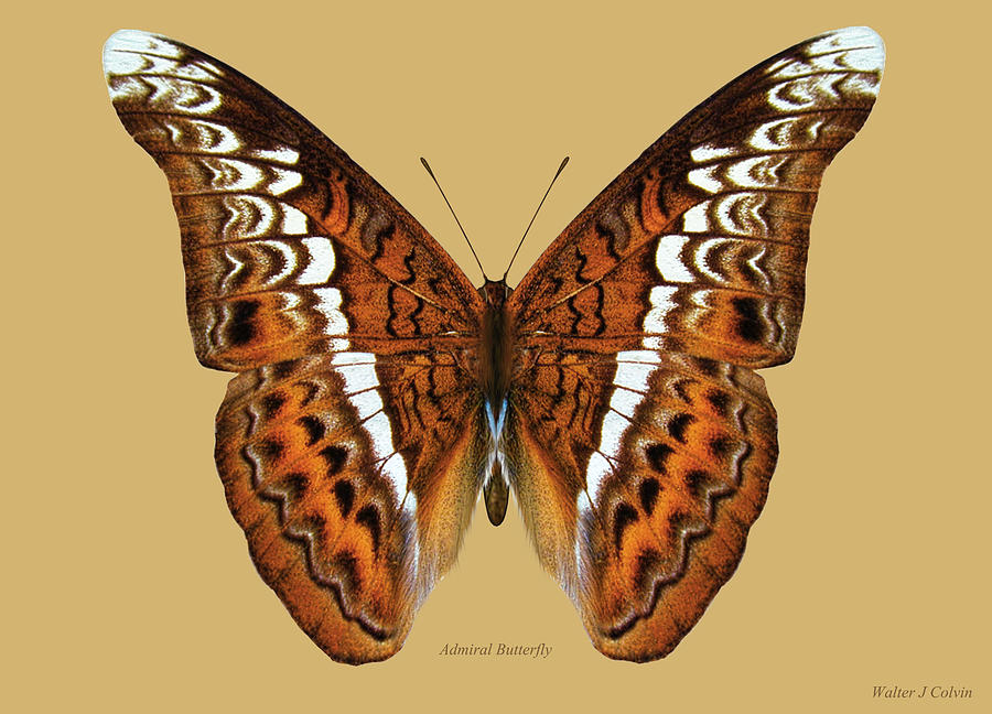 Admirial Butterfly Digital Art by Walter Colvin