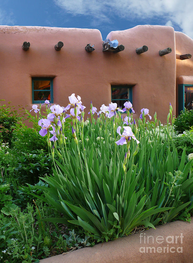 Adobe Home with Iris Photograph by Jeanne  Woods