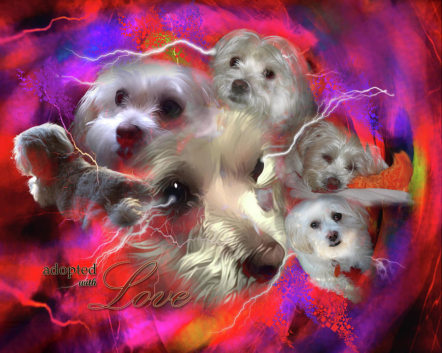 Dog Digital Art - Adopted with Love by Kathy Tarochione