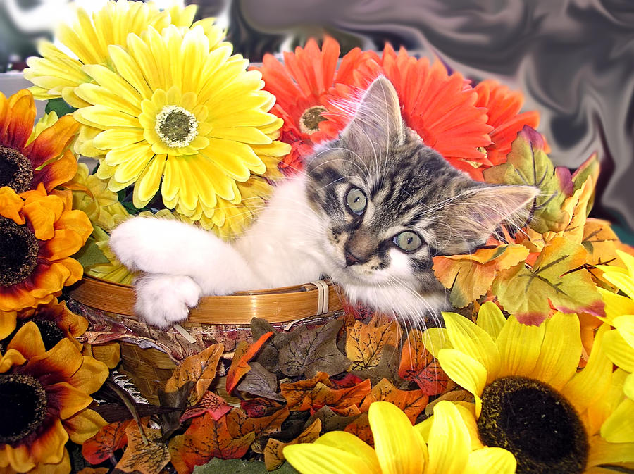 Cool Photograph - Adorable Baby Cat - Cool Kitten Chilling in a Flower Basket - Thanksgiving Kitty with Paws Crossed by Chantal PhotoPix
