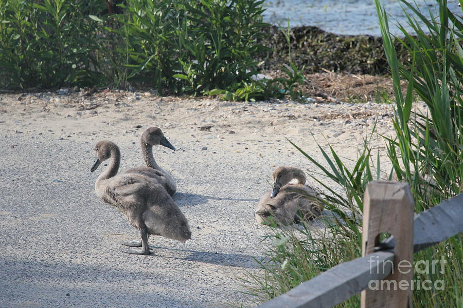 Lindenhurst Photograph - Adorable Ducklings by Scenesational Photos Lindenhurst Photograph - Adorable Ducklings by Scenesational Photos