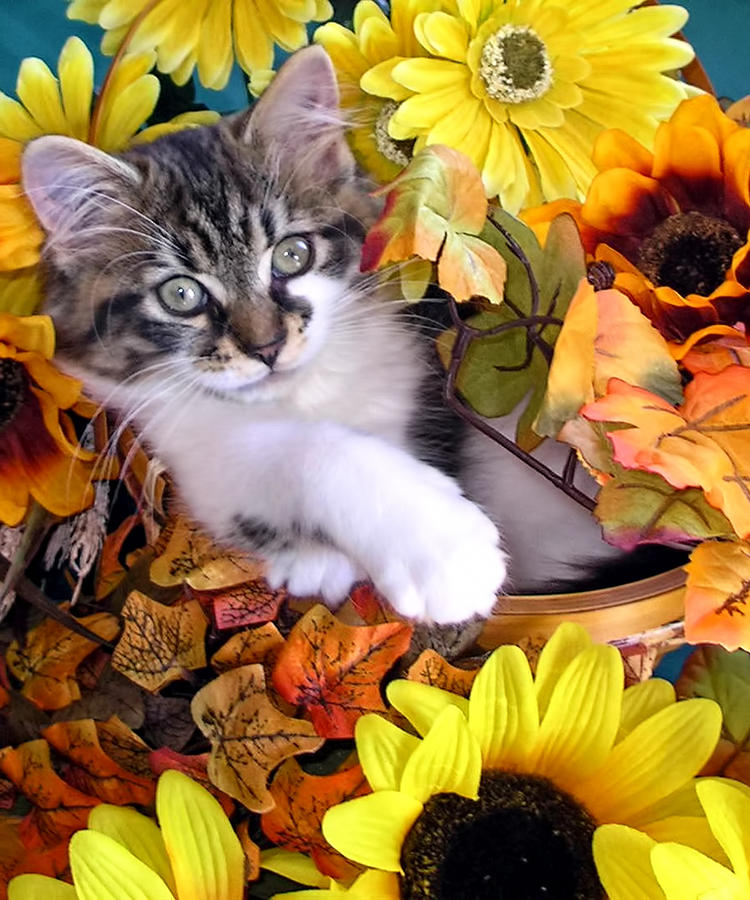 Adorable Kitten With Large Eyes Chilling In A Sunflower Basket Kitty