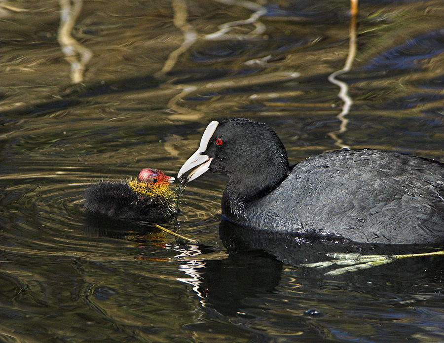 Parenthood Movie Photograph - Adult Coot Feeding Its Chick by Duncan Shaw