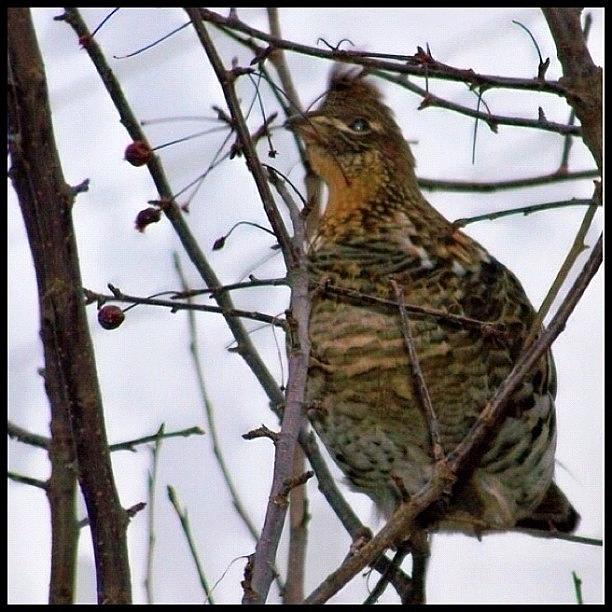 Adult Grouse Male.  Eating Berries On Photograph by Deb - Jim Photograhy