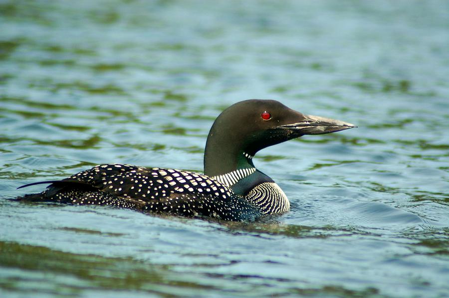 Adult Loon Photograph by Peter DeFina
