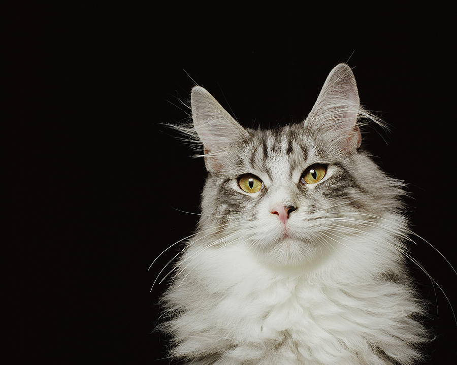 Adult Maine Coon Cat, Close-up Photograph by GK Hart/Vikki Hart