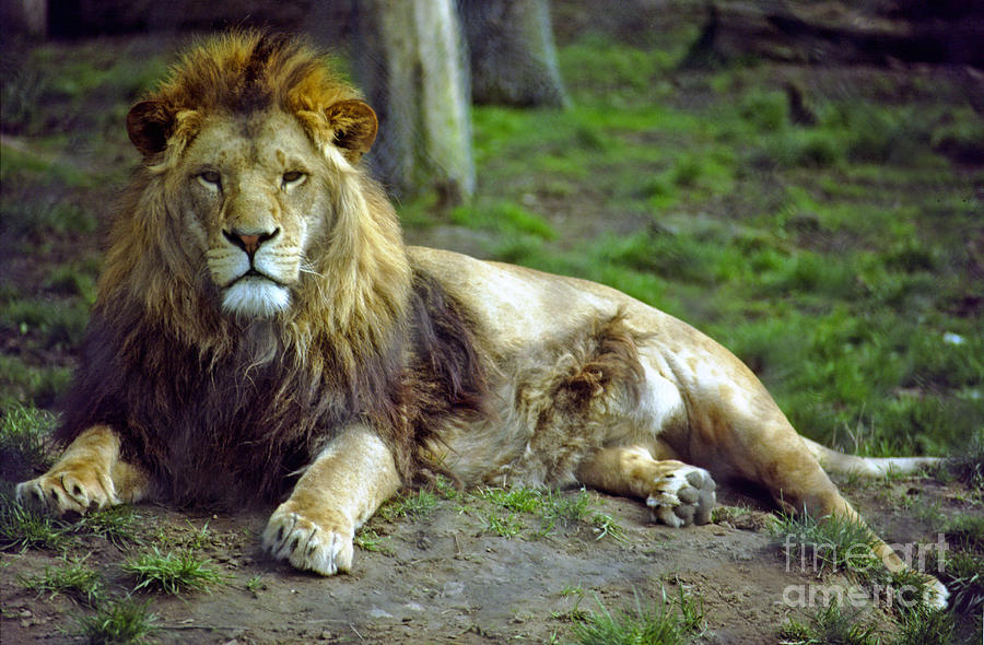 Adult male lion Photograph by Rod Jones