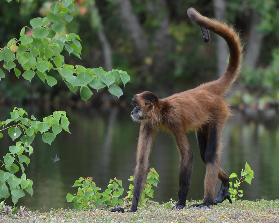 Adult Spider Monkey Photograph by Maggy Marsh
