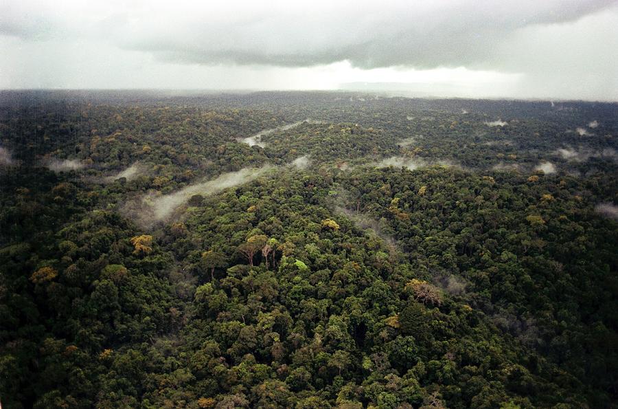 Guyana Jungle Stock Photos And Images Alamy