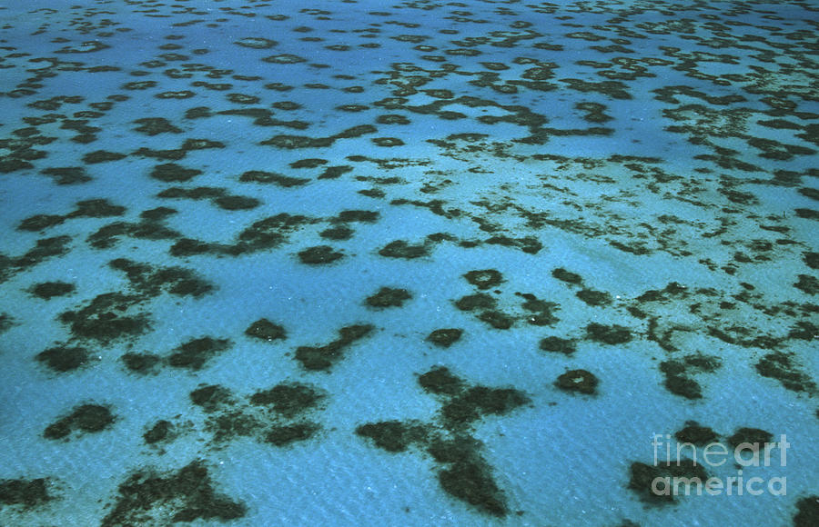 Aerial View of Great Barrier Reef Photograph by L Newman and A Flowers and Photo Researchers