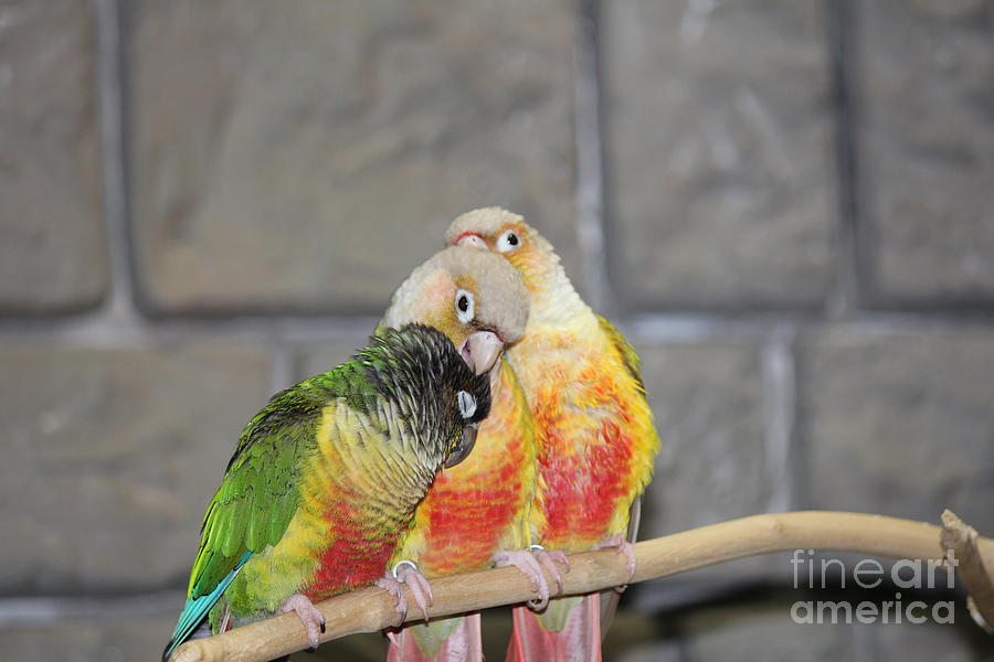 Birds Photograph - Affection by Scenesational Photos Birds Photograph - Affection by Scenesational Photos